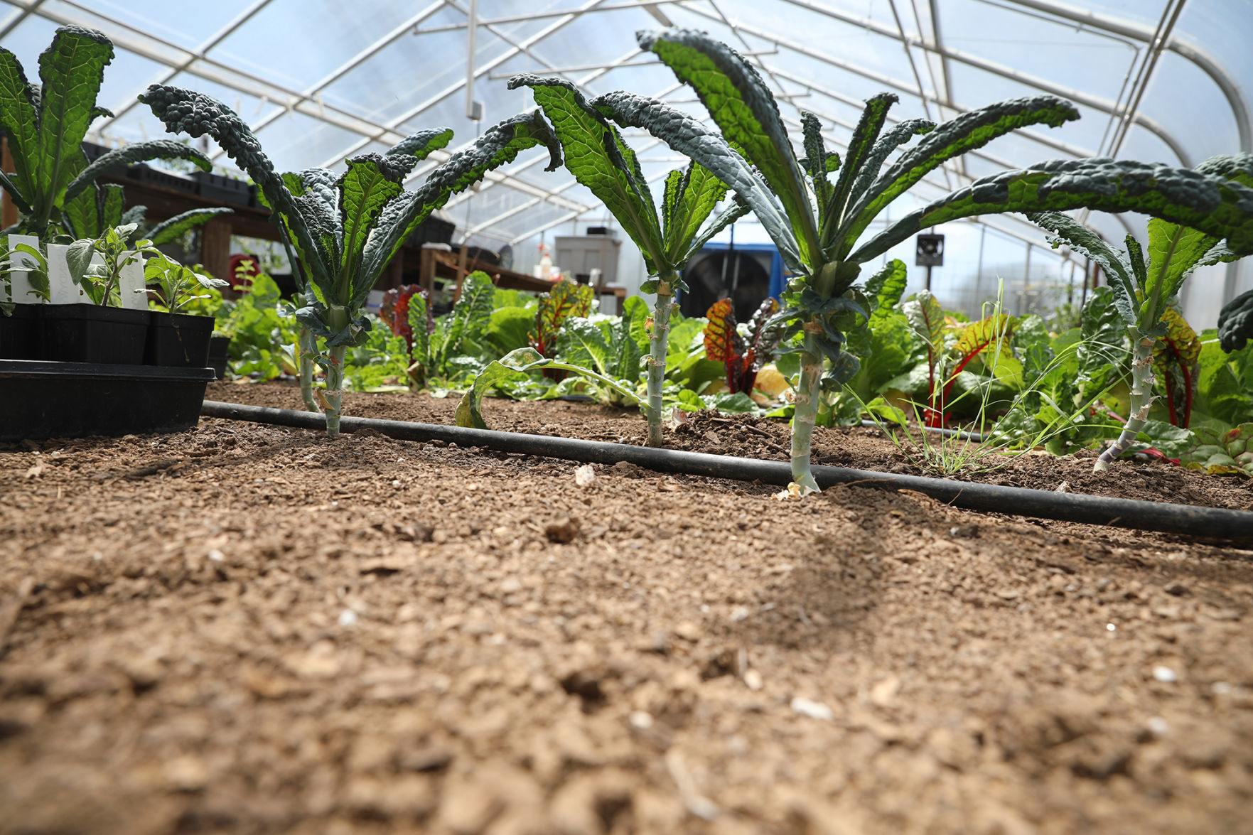 Greenhouse Grow